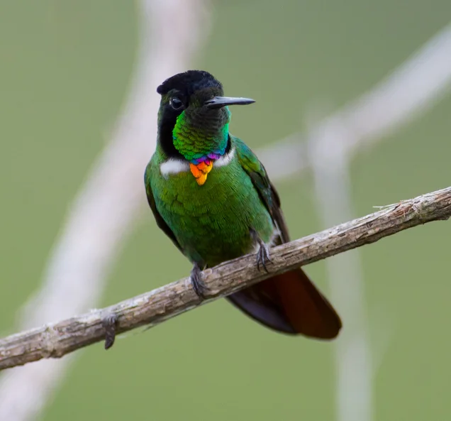 妆脸蜂鸟(Augastes lumachella)