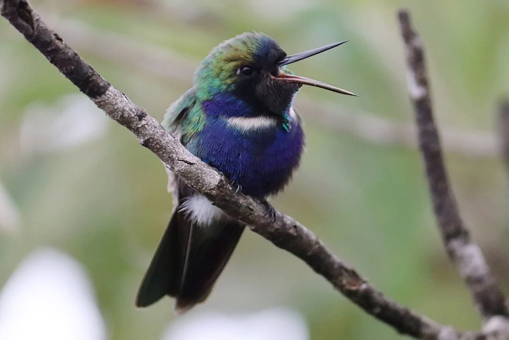 紫蓝妆脸蜂鸟(Augastes scutatus)