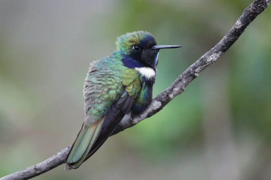 紫蓝妆脸蜂鸟(Augastes scutatus)