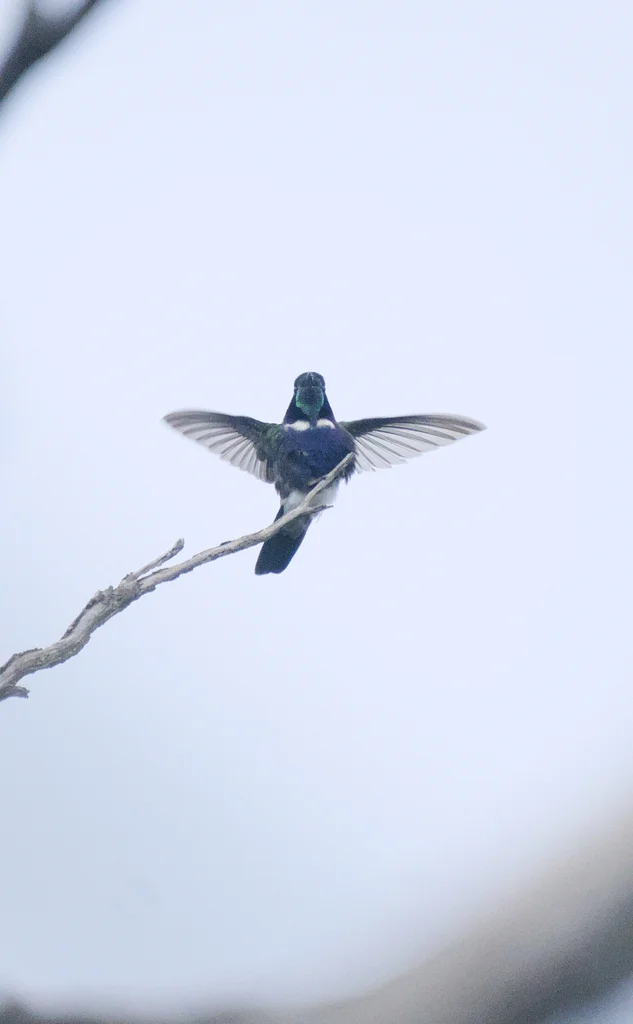 紫蓝妆脸蜂鸟(Augastes scutatus)