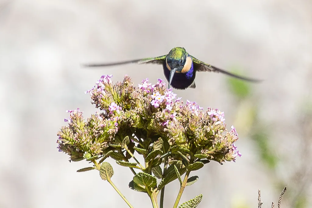 紫蓝妆脸蜂鸟(Augastes scutatus)