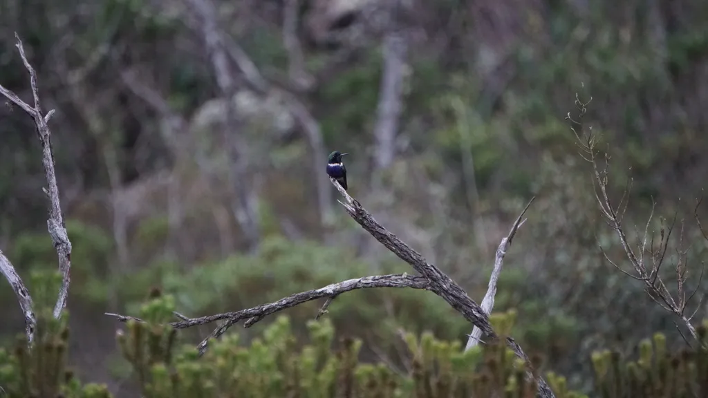 紫蓝妆脸蜂鸟(Augastes scutatus)