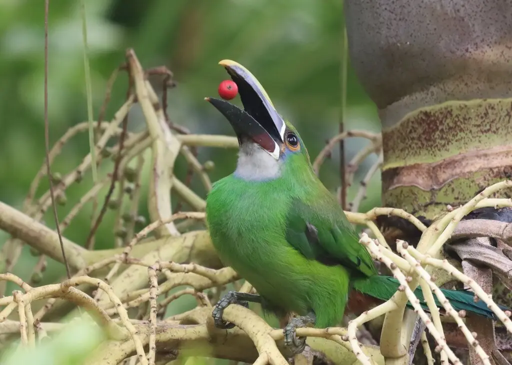 白喉巨嘴鸟(Aulacorhynchus albivitta)