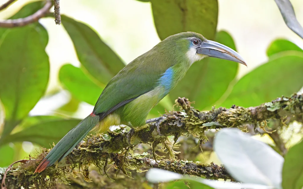 蓝斑巨嘴鸟(Aulacorhynchus coeruleicinctis)