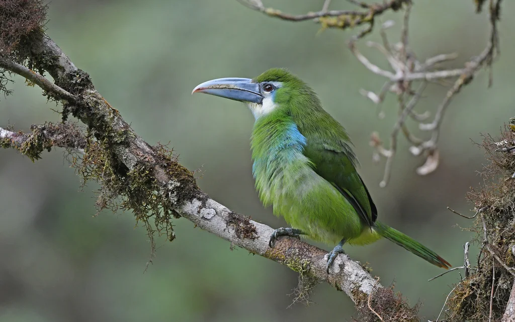蓝斑巨嘴鸟(Aulacorhynchus coeruleicinctis)