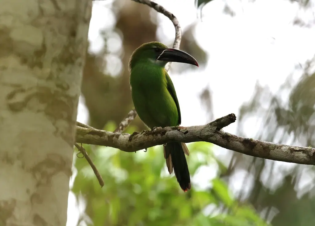 栗斑巨嘴鸟(Aulacorhynchus derbianus)