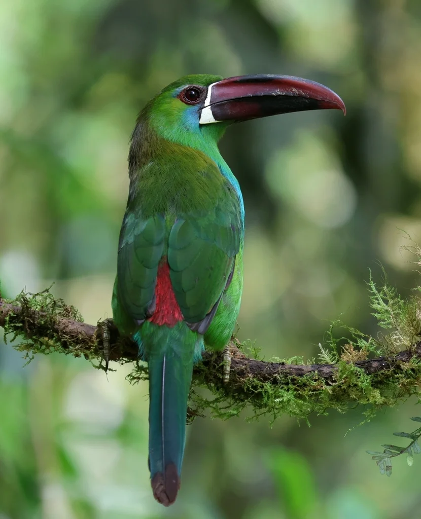 绯腰巨嘴鸟(Aulacorhynchus haematopygus)