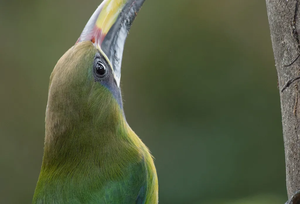 绿巨嘴鸟(Aulacorhynchus prasinus)