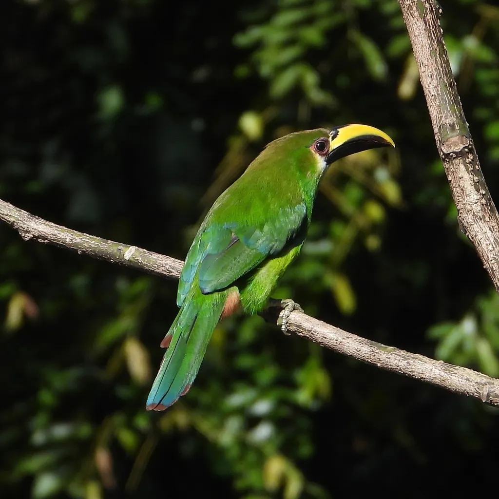 绿巨嘴鸟(Aulacorhynchus prasinus)