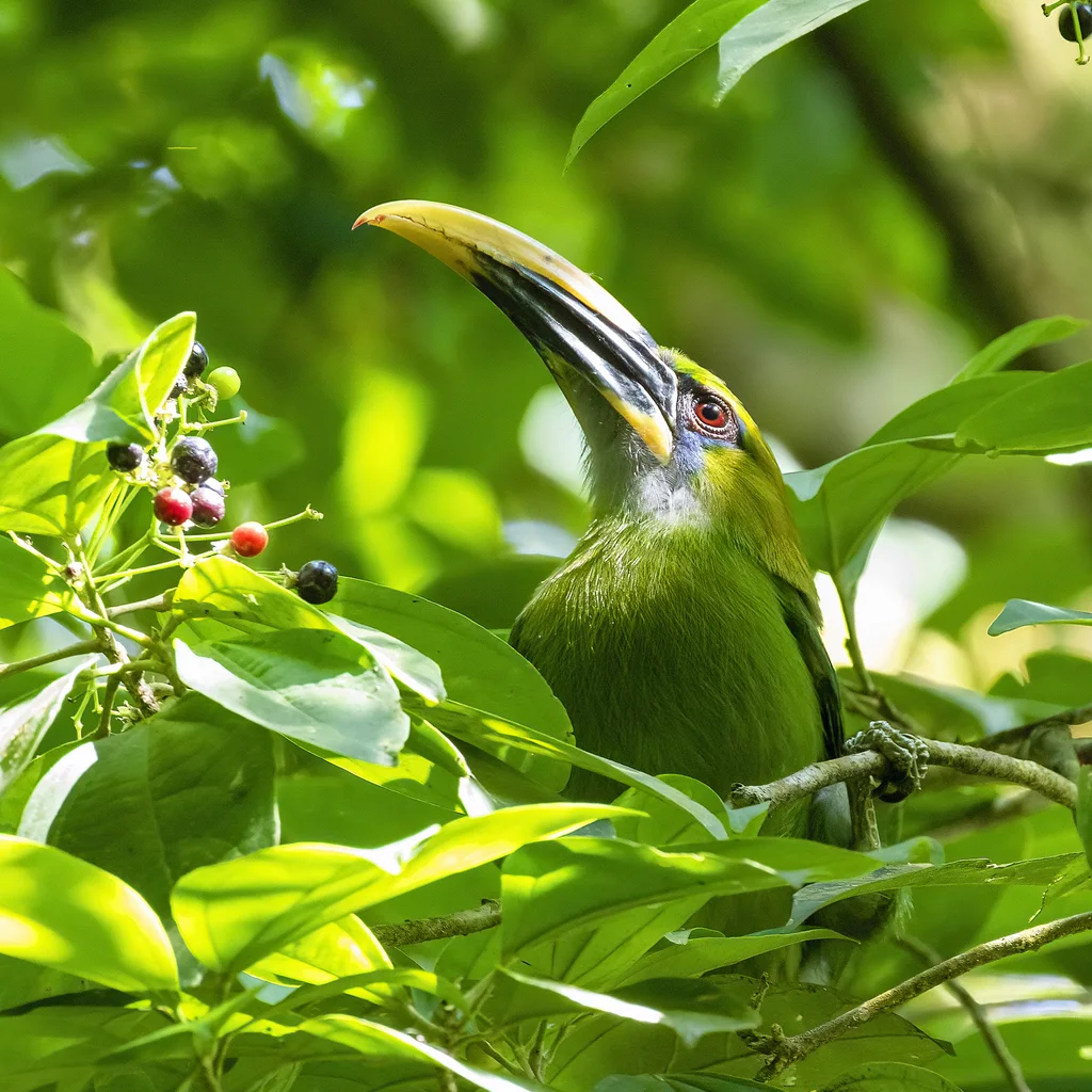 沟嘴巨嘴鸟（Aulacorhynchus sulcatus）