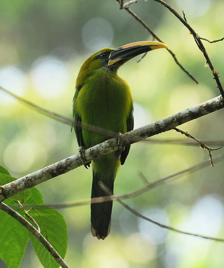 沟嘴巨嘴鸟（Aulacorhynchus sulcatus）