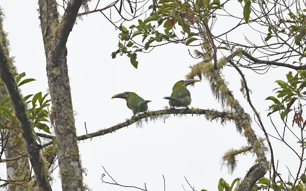 沟嘴巨嘴鸟（Aulacorhynchus sulcatus）