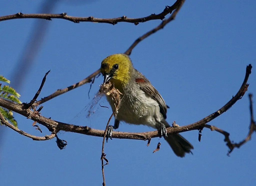黄头金雀(Auriparus flaviceps)