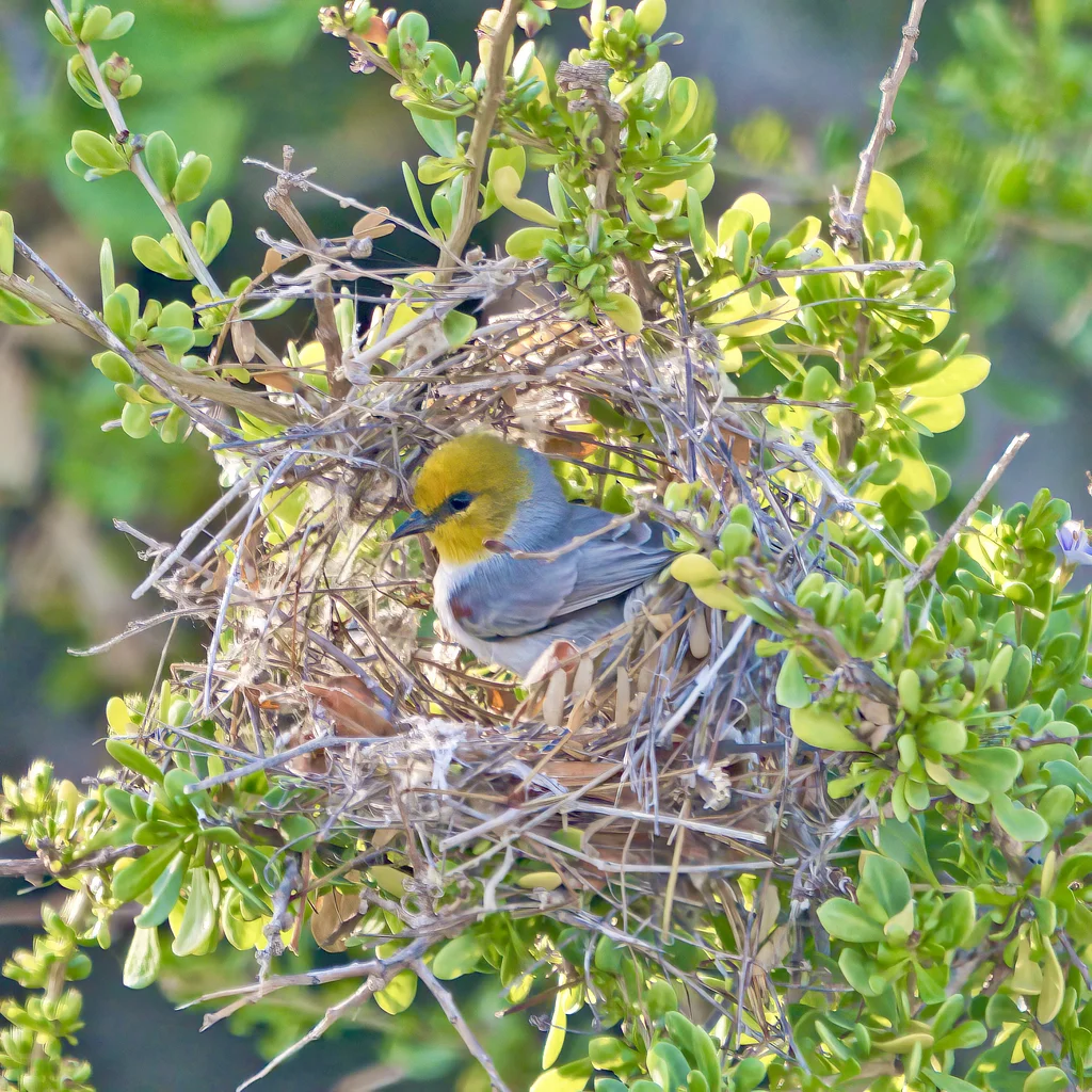 黄头金雀(Auriparus flaviceps)