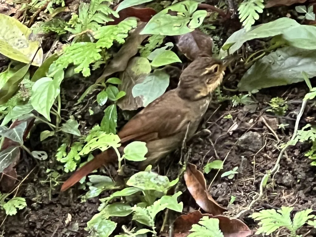 北黄喉拾叶雀(Automolus cervinigularis)