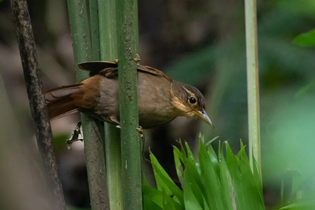 北黄喉拾叶雀(Automolus cervinigularis)