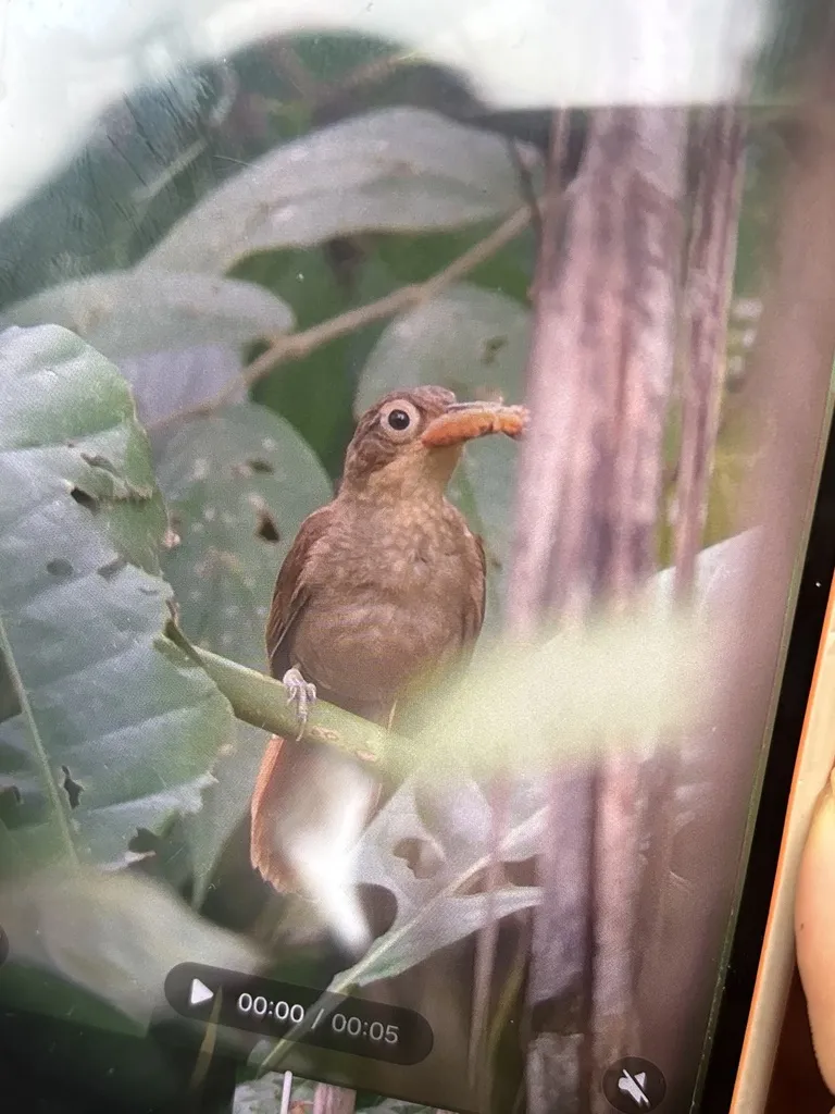 巴拿马拾叶雀(Automolus exsertus)