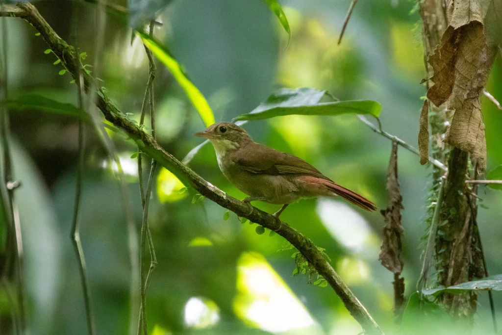 绿背拾叶雀(Automolus infuscatus)