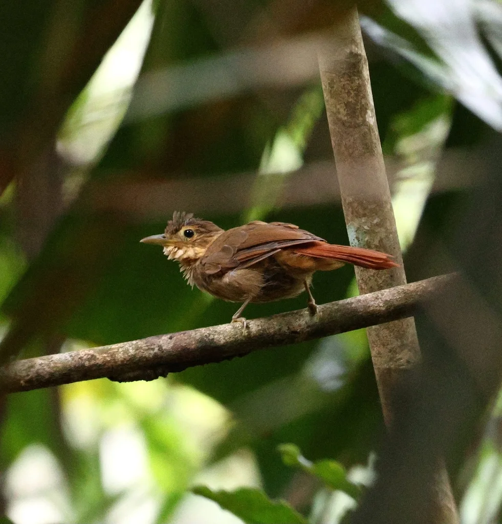 南黄喉拾叶雀(Automolus ochrolaemus)