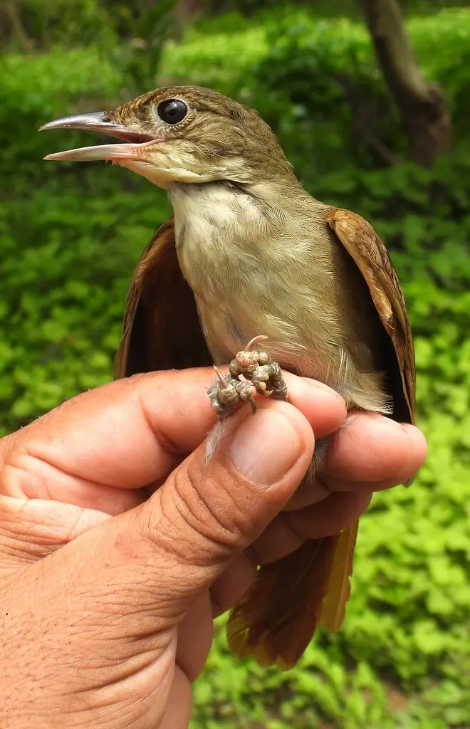 南黄喉拾叶雀(Automolus ochrolaemus)