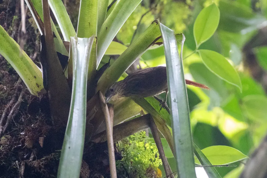 条纹拾叶雀(Automolus subulatus)
