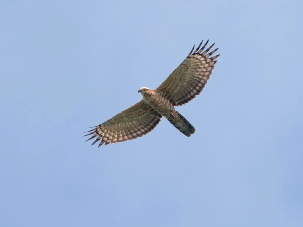 褐冠鹃隼（Aviceda jerdoni）