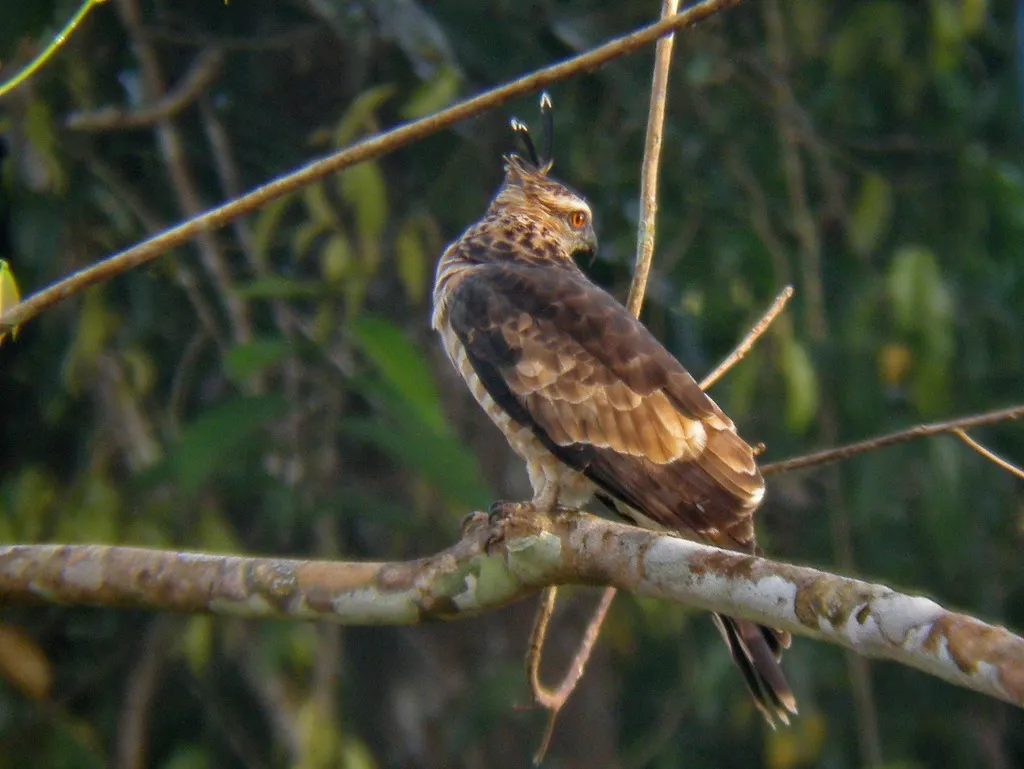 褐冠鹃隼（Aviceda jerdoni）