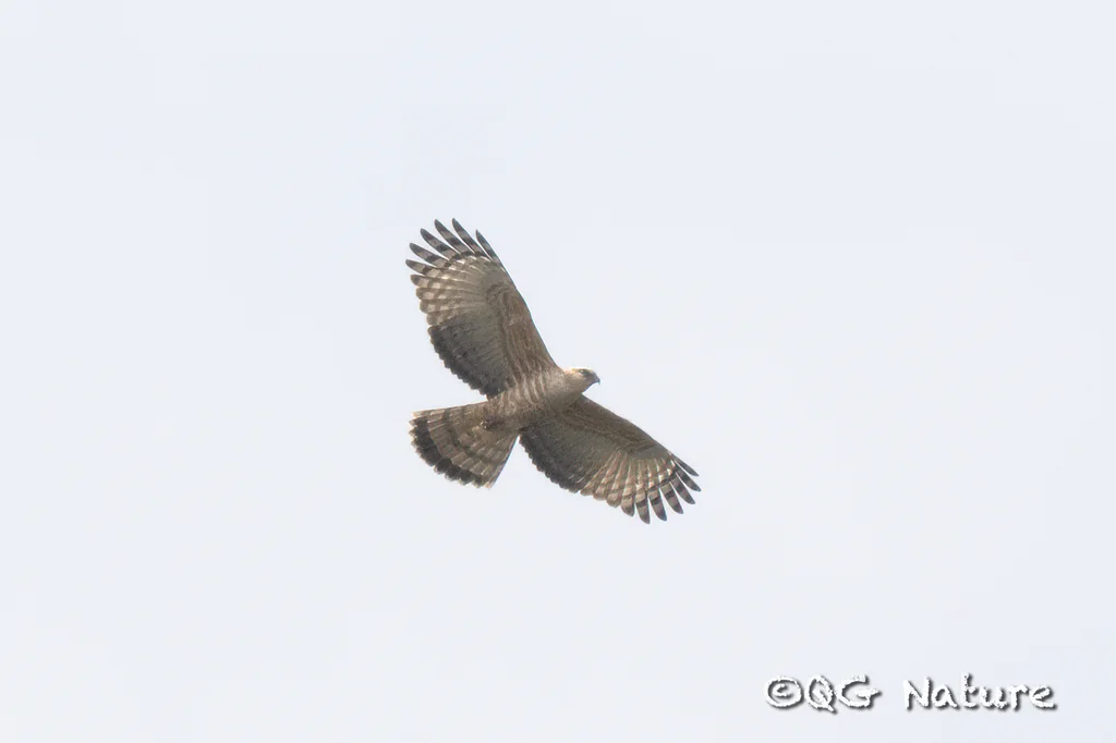 褐冠鹃隼（Aviceda jerdoni）