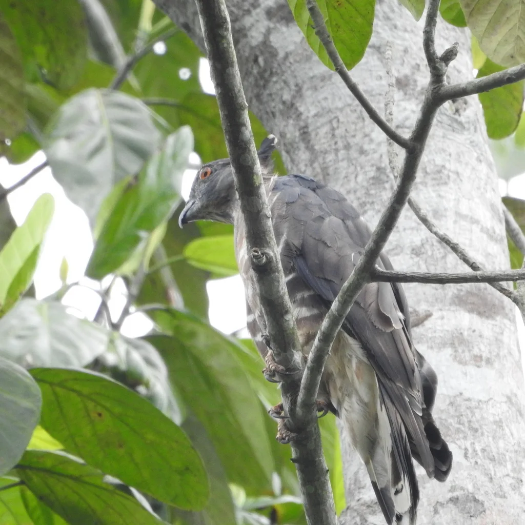 褐冠鹃隼（Aviceda jerdoni）