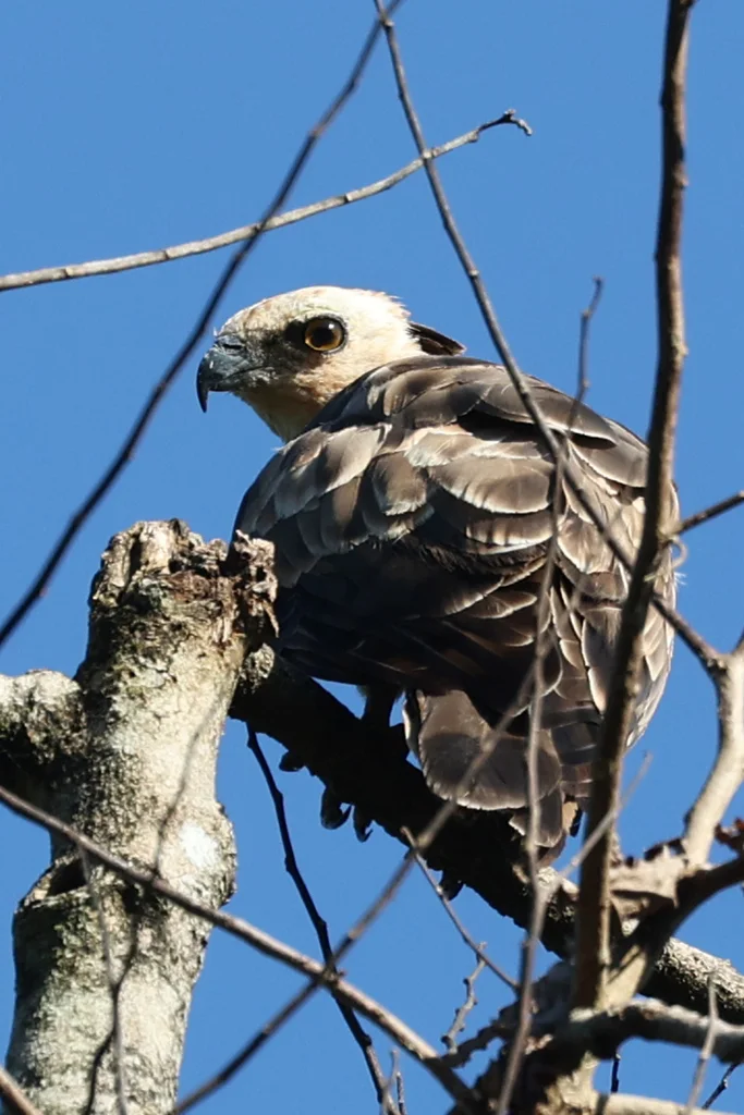 褐冠鹃隼（Aviceda jerdoni）