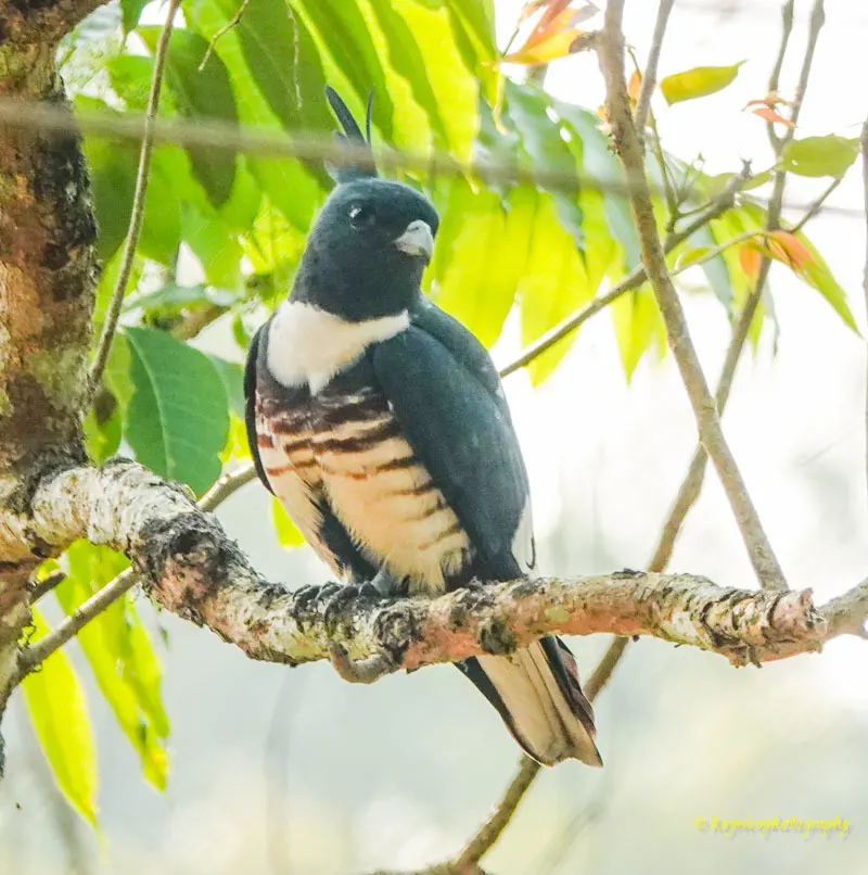 黑冠鹃隼(Aviceda leuphotes)