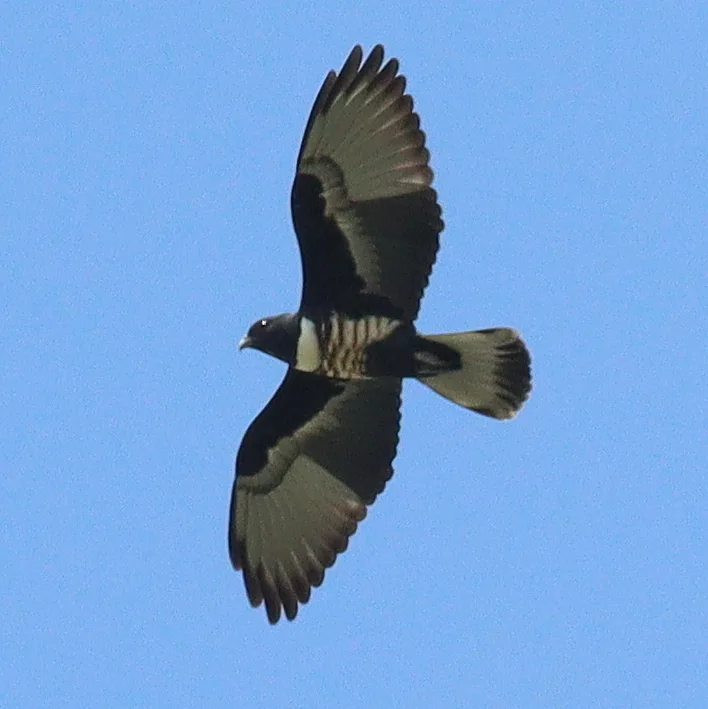 黑冠鹃隼(Aviceda leuphotes)