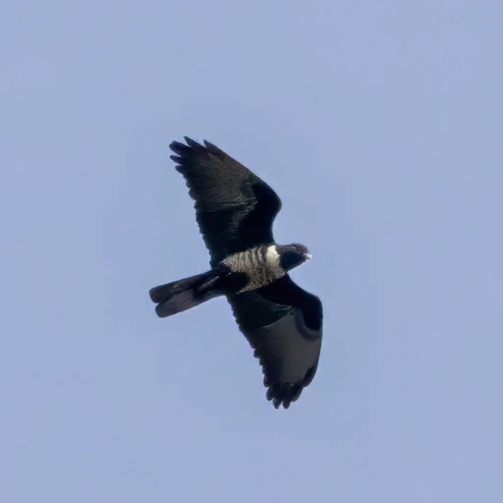 黑冠鹃隼(Aviceda leuphotes)