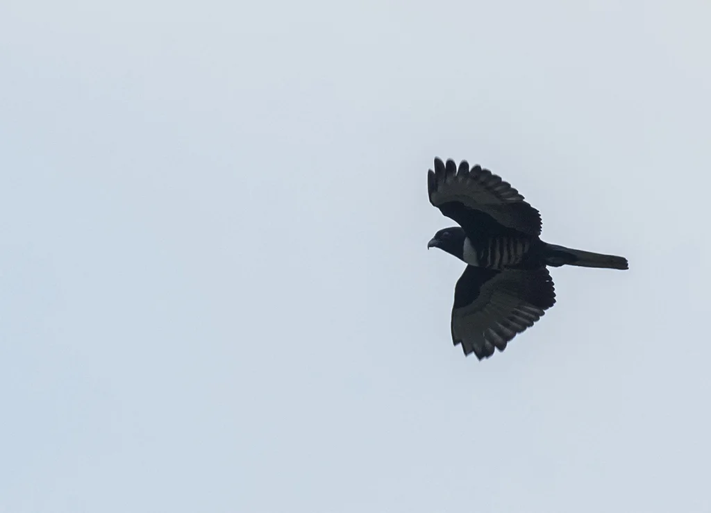 黑冠鹃隼(Aviceda leuphotes)