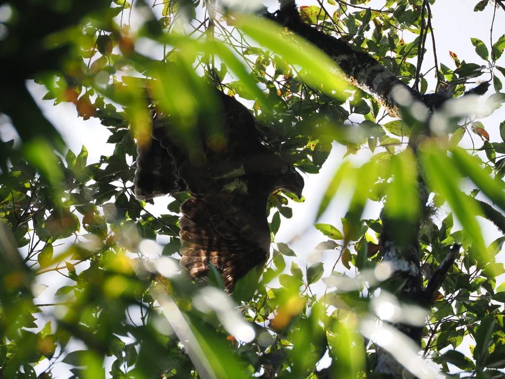 马岛鹃隼(Aviceda madagascariensis)
