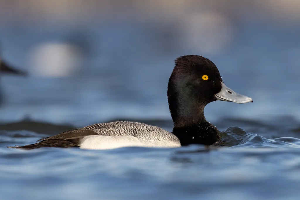 小潜鸭(Aythya affinis)