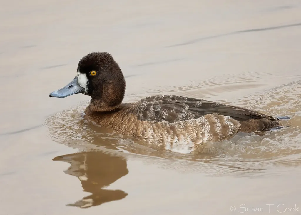 小潜鸭(Aythya affinis)