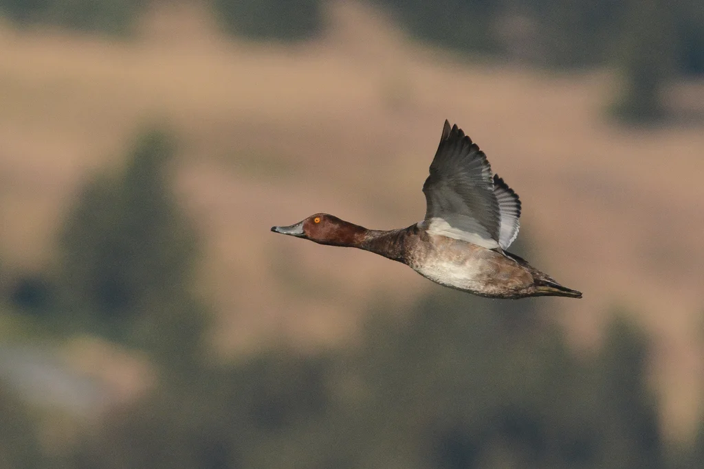 美洲潜鸭(Aythya americana)