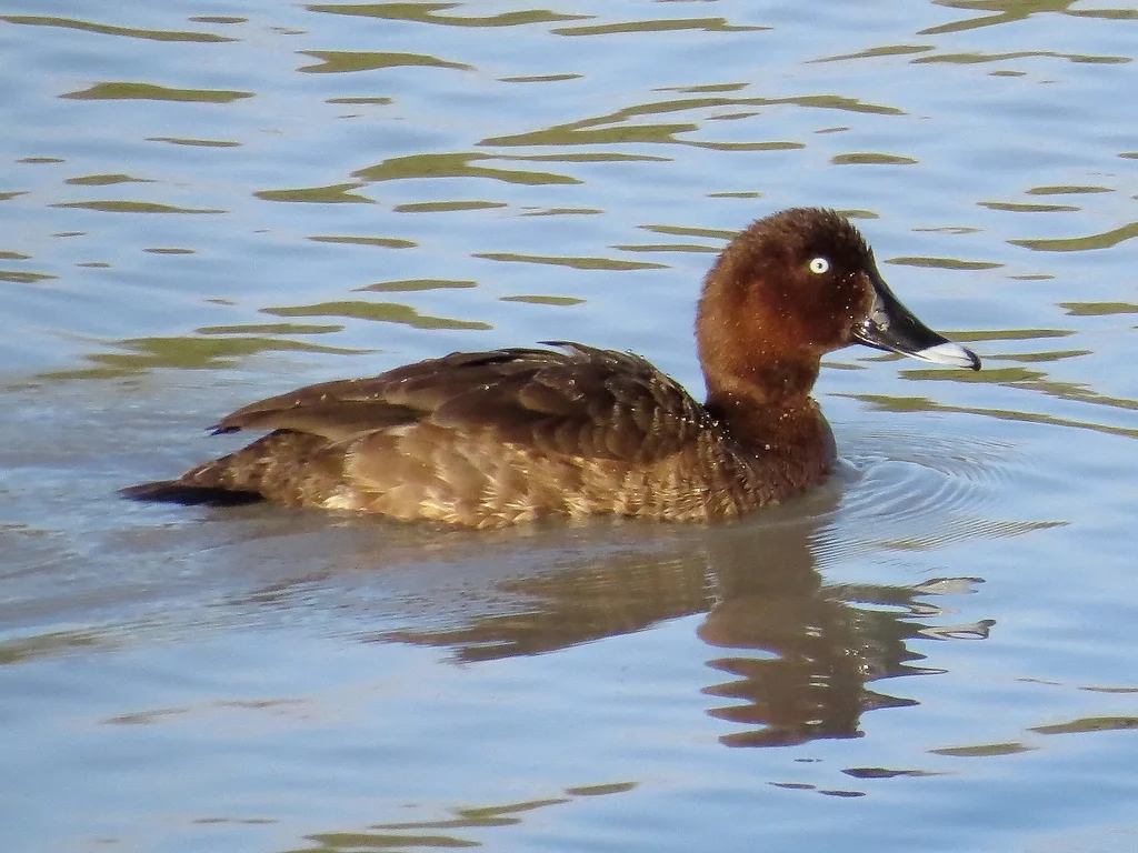 澳洲潜鸭(Aythya australis)