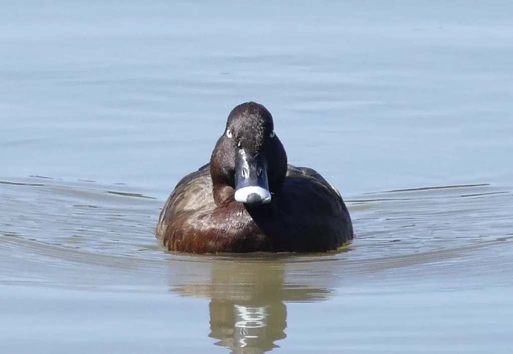 澳洲潜鸭(Aythya australis)