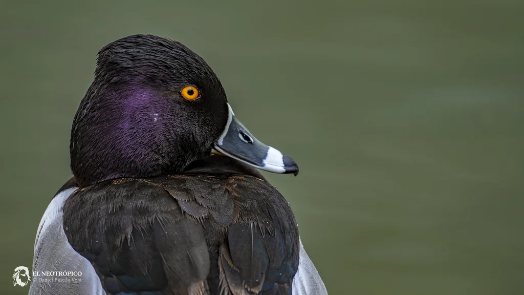 环颈潜鸭(Aythya collaris)