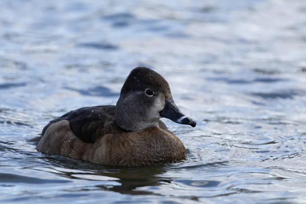 环颈潜鸭(Aythya collaris)