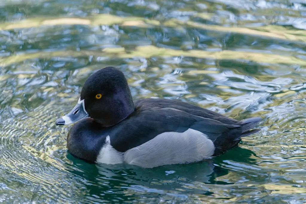 环颈潜鸭(Aythya collaris)