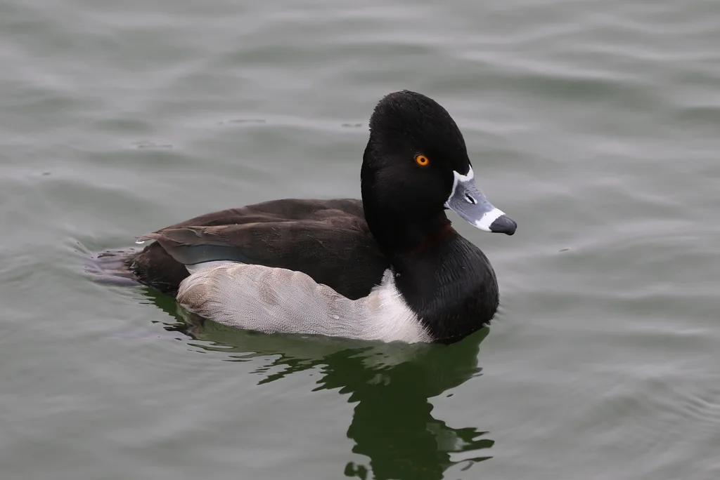 环颈潜鸭(Aythya collaris)