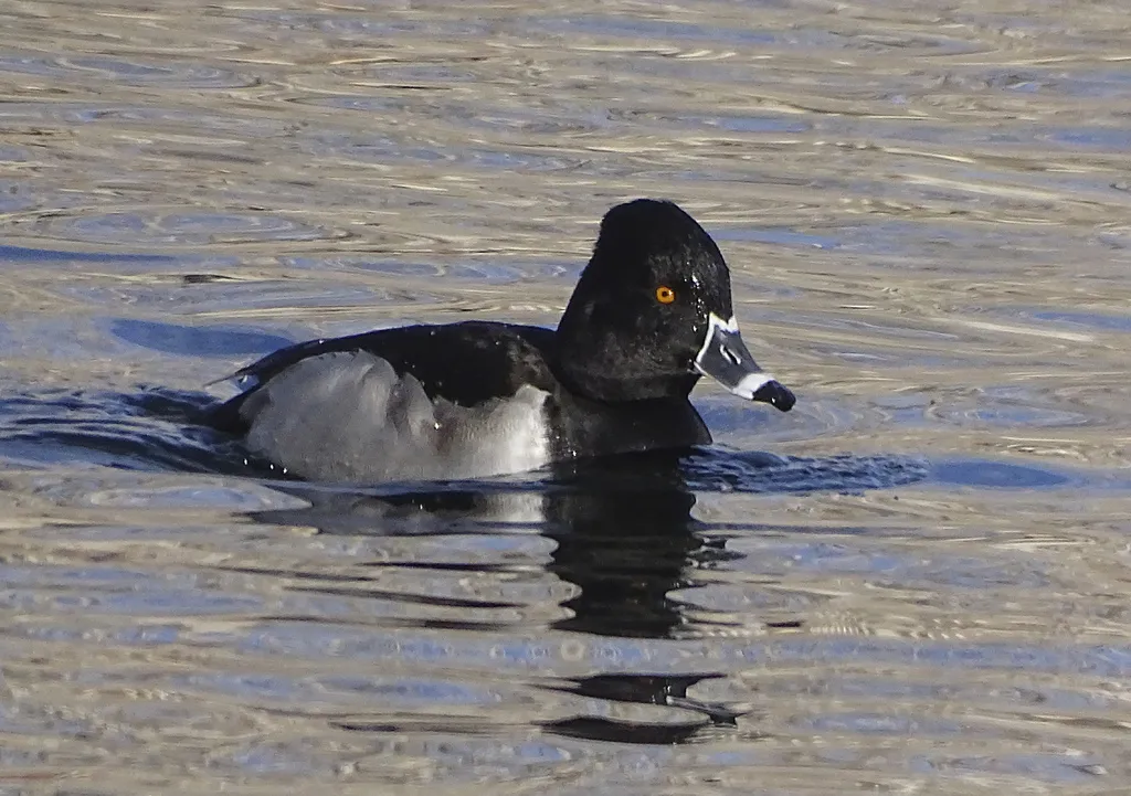 环颈潜鸭(Aythya collaris)