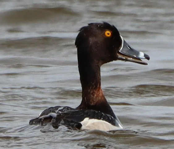 环颈潜鸭(Aythya collaris)