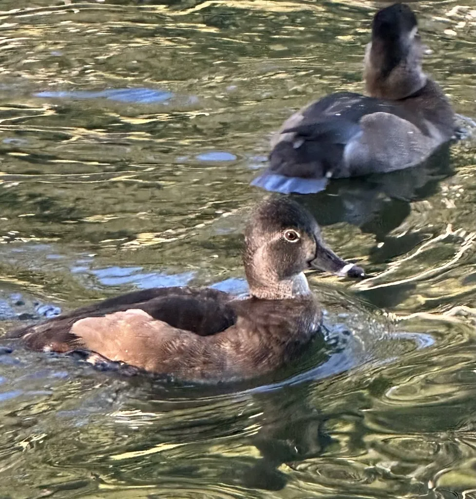 环颈潜鸭(Aythya collaris)