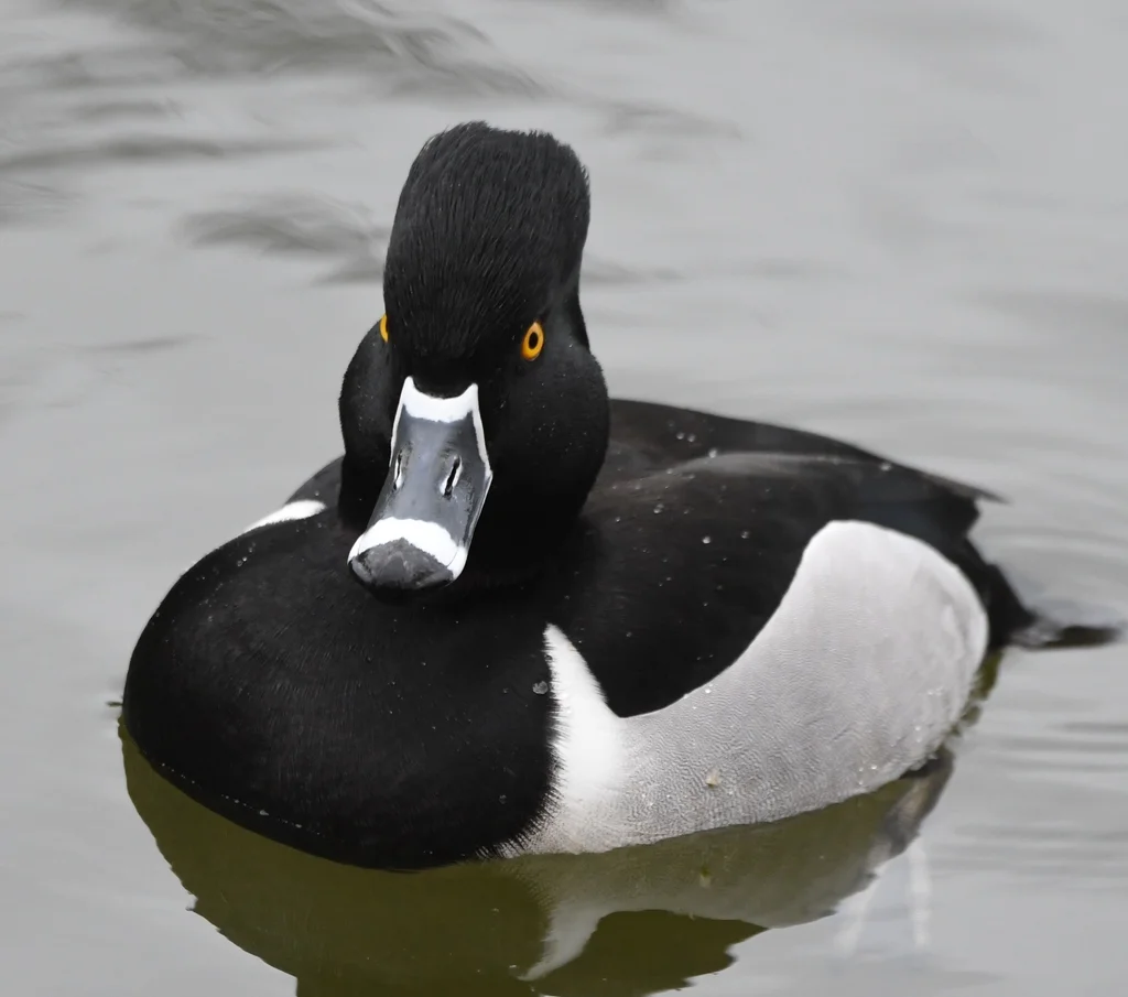 环颈潜鸭(Aythya collaris)