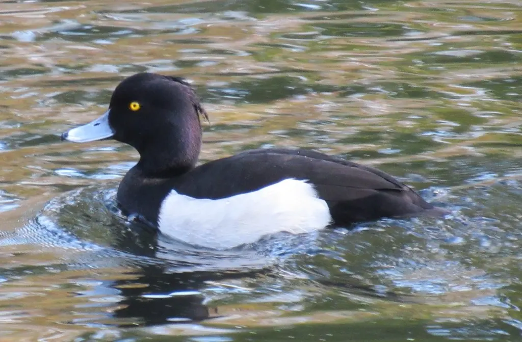 凤头潜鸭(Aythya fuligula)