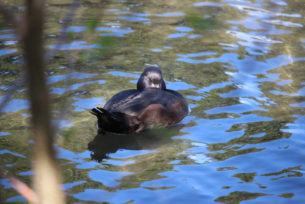 新西兰潜鸭(Aythya novaeseelandiae)